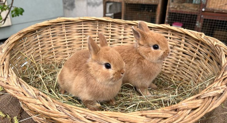 Tunceli Büyümeyen Tavşan