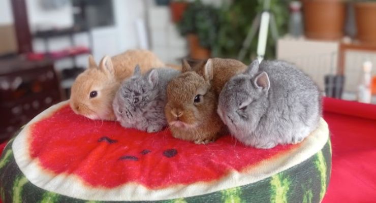 Tunceli Cins Tavşan