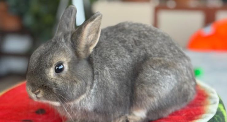 Tunceli Ev Tavşanı