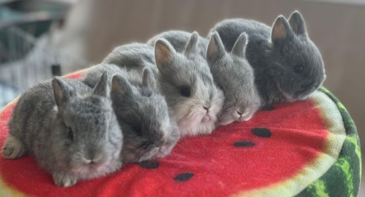 Tunceli Evcil Tavşan