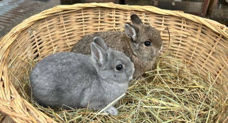 Tunceli Yavru Tavşan