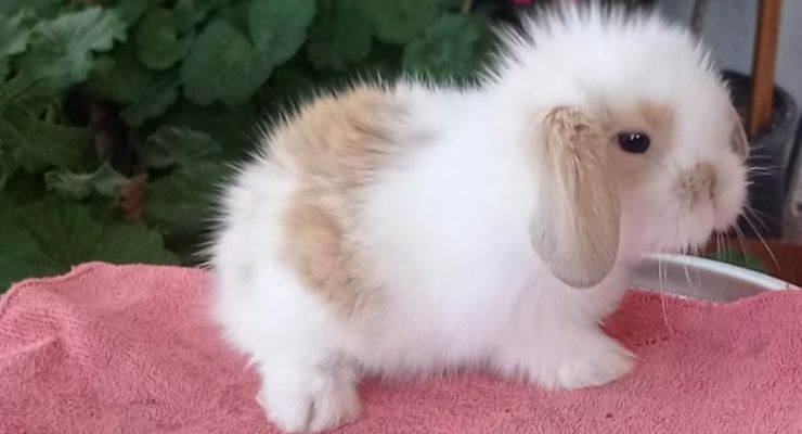 Tunceli Hollanda Lop Tavşan